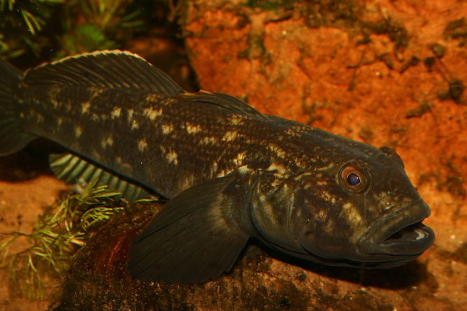 Sommertreff f&uuml;r Neugierige im Schlossmuseum (Foto: Christoph Kl&ouml;pfel)