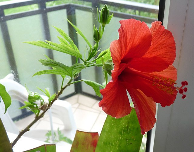 Hibiskus (Foto: Karl-Heinz Herrmann) Hibiskus (Foto: Karl-Heinz Herrmann)