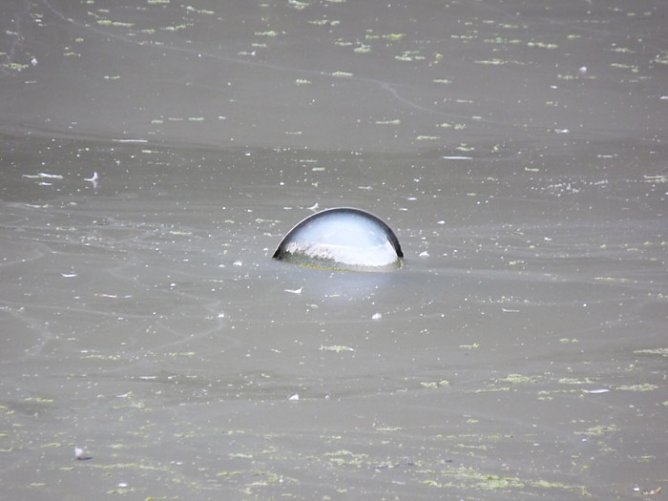 Parkteich Sondershausen (Foto: Karl-Heinz Herrmann) Parkteich Sondershausen (Foto: Karl-Heinz Herrmann)