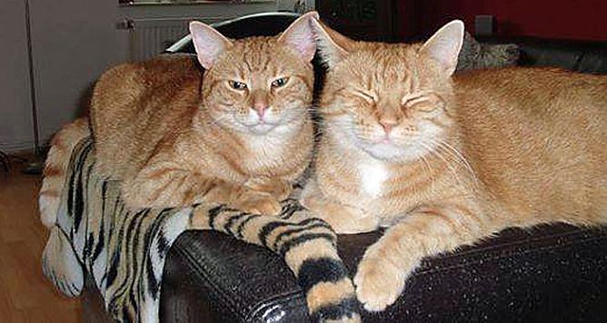 Kater wird in Artern vermisst..!! (Foto: Privat) Kater wird in Artern vermisst..!! (Foto: Privat)