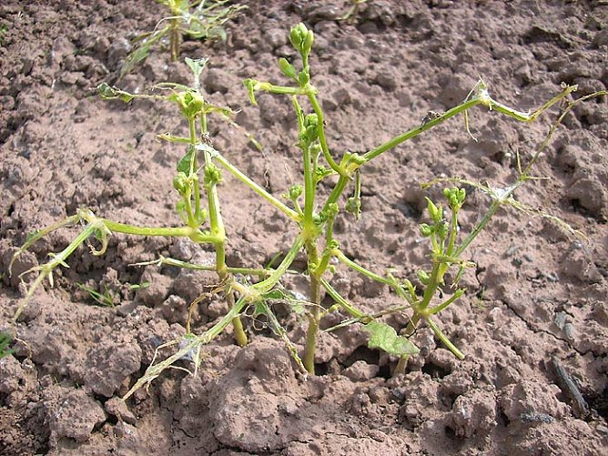 Gartenschädlinge (Foto: Karl-Heinz Herrmann) Gartenschädlinge (Foto: Karl-Heinz Herrmann)