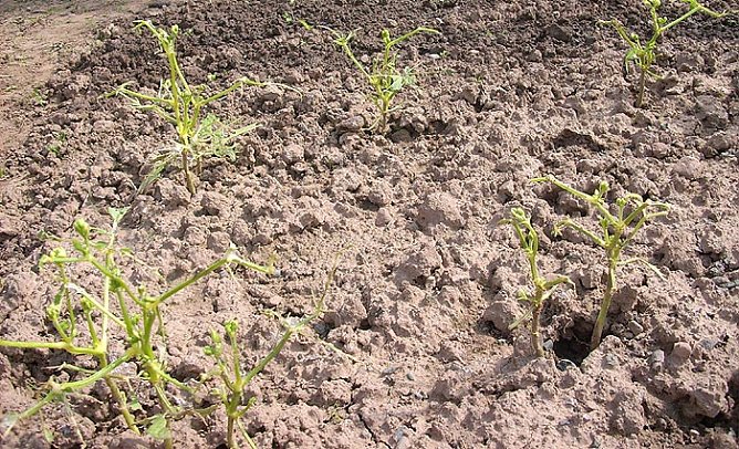 Gartenschädlinge (Foto: Karl-Heinz Herrmann) Gartenschädlinge (Foto: Karl-Heinz Herrmann)