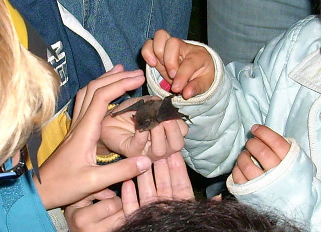 Fledermaus (Foto: Karl-Heinz Herrmann) Fledermaus (Foto: Karl-Heinz Herrmann)