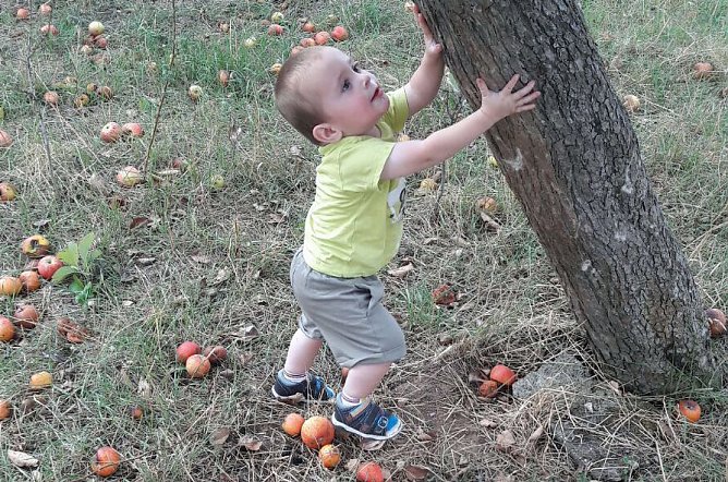 Apfelernte der Kinder (Foto: Jörg Schlottmann) Apfelernte der Kinder (Foto: Jörg Schlottmann)
