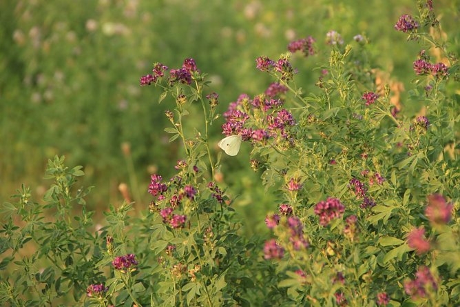 Wetterbild (Foto: Angelo Glashagel)