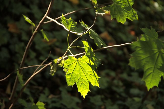 Wetterbild (Foto: Angelo Glashagel) Wetterbild (Foto: Angelo Glashagel)