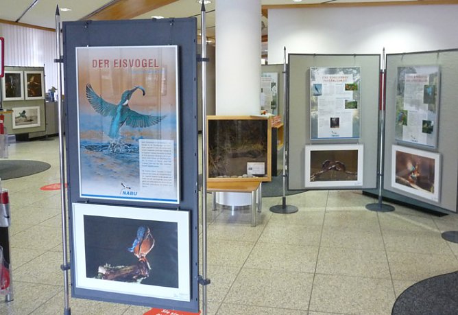 Vogel des Jahres 2009 (Foto: Karl-Heinz Herrmann)