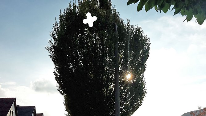 Laubfall erw&uuml;nscht? (Foto: Privat)