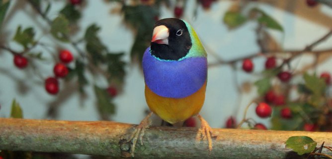 Viele exotische V&ouml;gel zu sehen (Foto: Karl-Heinz Herrmann)