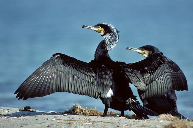 Die Natursch&uuml;tzer des NABU lehnen prinzipiell den Abschuss von Kormoranen ab. (Foto: NABU/Leo Fokus-Natur)