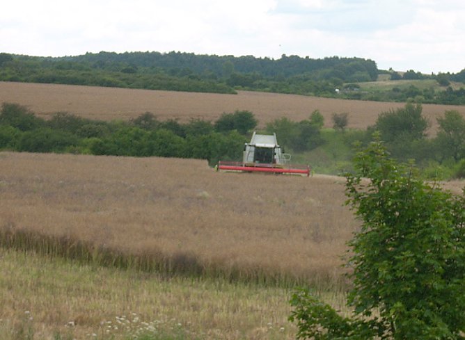 Mähdrescher bei der Ernte (Foto: Karl-Heinz Herrmann) Mähdrescher bei der Ernte (Foto: Karl-Heinz Herrmann)