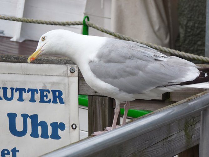 R&auml;uberische M&ouml;wen (Foto: Karl-Heinz Herrmann)