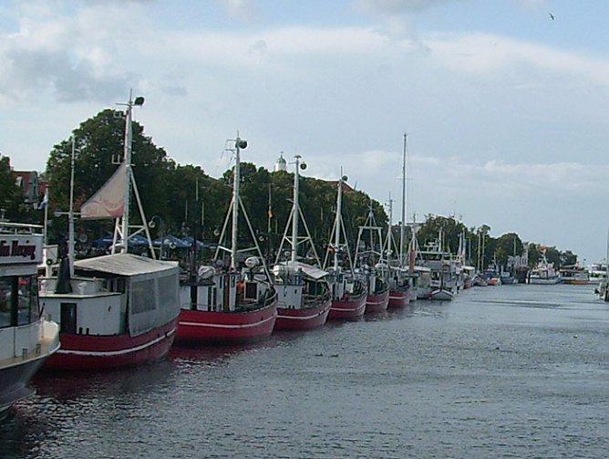 R&auml;uberische M&ouml;wen (Foto: Karl-Heinz Herrmann)