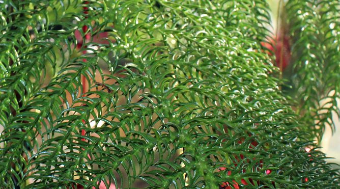 Der ökologischen Weihnachtsbaum (Foto: Karl-Heinz Herrmann) Der ökologischen Weihnachtsbaum (Foto: Karl-Heinz Herrmann)