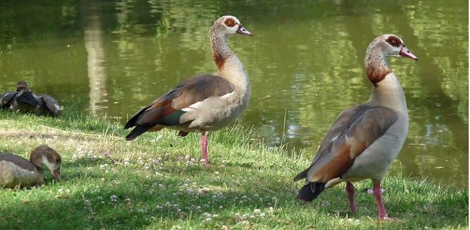 Neubürger in unserer Region – (Foto: Karl-Heinz Herrmann) Neubürger in unserer Region – (Foto: Karl-Heinz Herrmann)