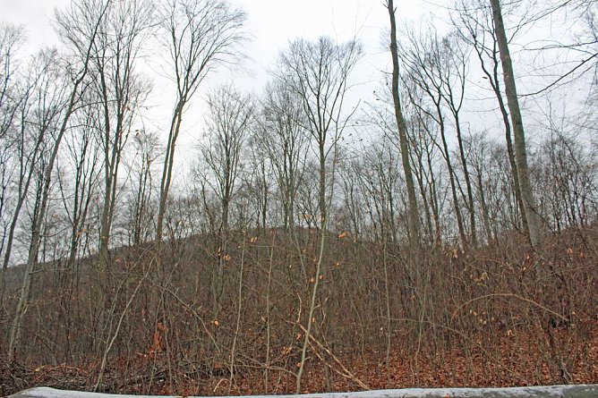 Holzernte in Seega (Foto: Karl-Heinz Herrmann) Holzernte in Seega (Foto: Karl-Heinz Herrmann)