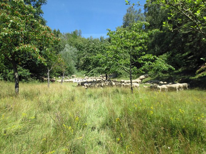 Erfolgreicher Projektabschluss (Foto: Landschaftspflegeverband S&uuml;dharz/Kyffh&auml;user e.V.)