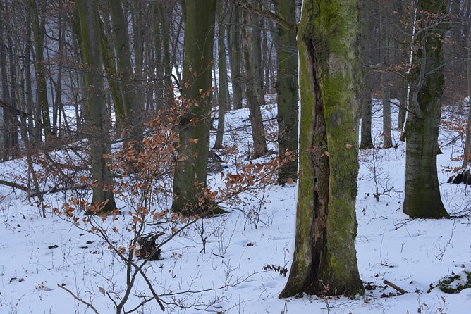 Breite Unterst&uuml;tzung f&uuml;r Waldwildnis am Possen (Foto: Thomas Stephan)