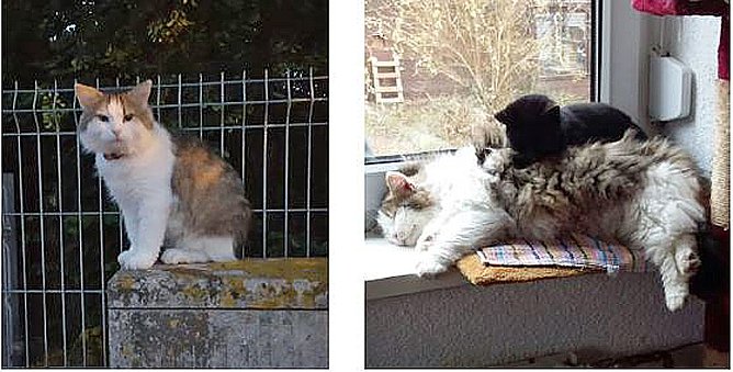 Unser Vereins-Kater "Wuschel" ist verschwunden! (Foto: privat) Unser Vereins-Kater "Wuschel" ist verschwunden! (Foto: privat)