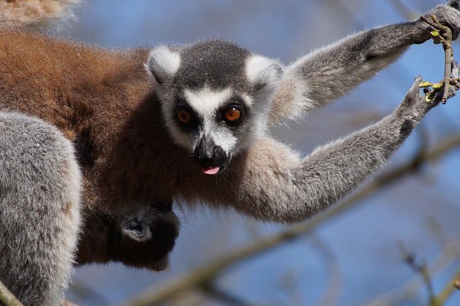 Affenwald (Foto: Nicole Schulz) Affenwald (Foto: Nicole Schulz)