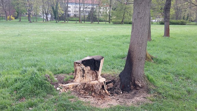 Was haben die Sondersh&auml;user gegen den Schlosspark? (Foto: Karl-Heinz Herrmann)