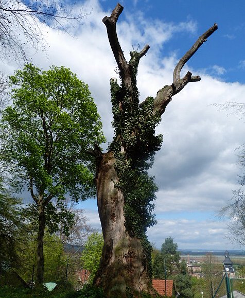 Waldspaziergang (Foto: Familie Schmidt) Waldspaziergang (Foto: Familie Schmidt)