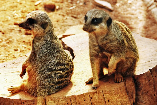 Alterskameraden auf den Possen (Foto: G&uuml;nter Herting)