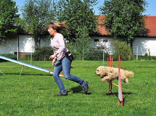 ABC Hundeschule (Foto: ABC Hundeschule) ABC Hundeschule (Foto: ABC Hundeschule)