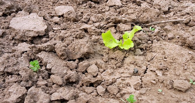Zum Schmunzeln oder Kleingärtner in Nöten? (Foto: Privat) Zum Schmunzeln oder Kleingärtner in Nöten? (Foto: Privat)