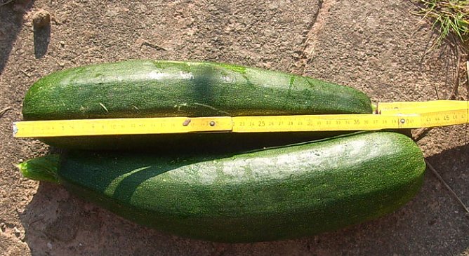 Zucchini (Foto: Karl-Heinz Herrmann) Zucchini (Foto: Karl-Heinz Herrmann)