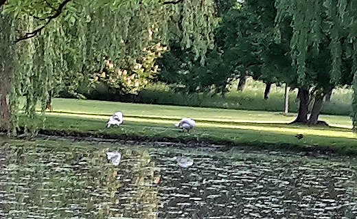 War es der Fuchs? (Foto: Karl-Heinz Herrmann)