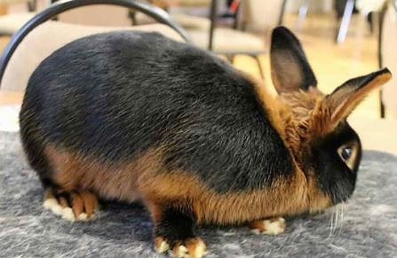 Landesoffene Kreiskaninchenschau (Foto: Karl-Heinz Herrmann) Landesoffene Kreiskaninchenschau (Foto: Karl-Heinz Herrmann)