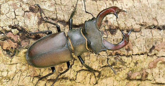 Hirschk&auml;fer (Foto: Klaus Kiuntke)