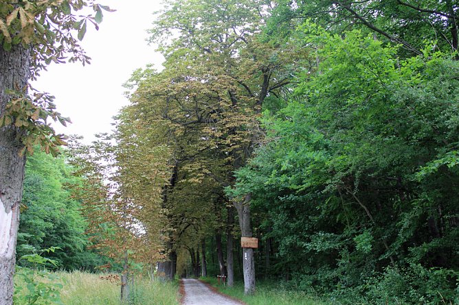Ja ist denn schon Herbst? (Foto: Karl-Heinz Herrmann)