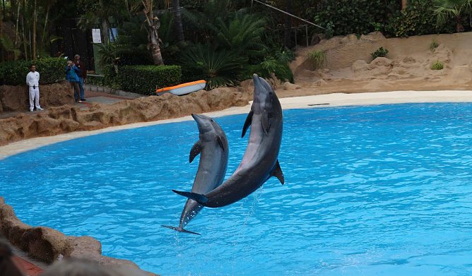 Tierische Attraktionen - Tierqu&auml;lerei&szlig; (Foto: Tierschutzbund Deutschland)