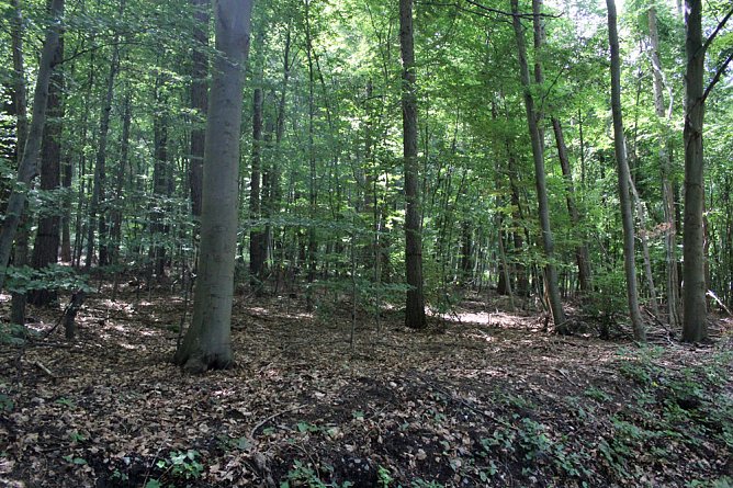 Waldbegehung mit Siegesmund und Kieling (Foto: Karl-Heinz Herrmann) Waldbegehung mit Siegesmund und Kieling (Foto: Karl-Heinz Herrmann)