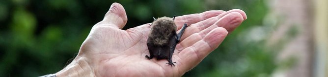 Heimliche Nachbarn (Foto: Sebastian Schuster)