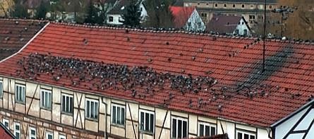 Stadtarchiv geschlossen und Taubenplage (Foto: Karl-Heinz Herrmann) Stadtarchiv geschlossen und Taubenplage (Foto: Karl-Heinz Herrmann)