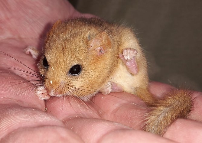 Haselmaus (Foto: K. G&uuml;nther)