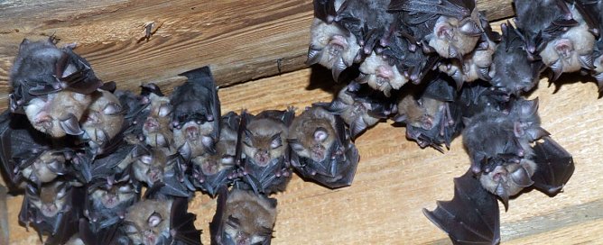 Besuch aus dem polnischen "Hufiland" (Foto: Landratsamt Kyffh&auml;userkreis)