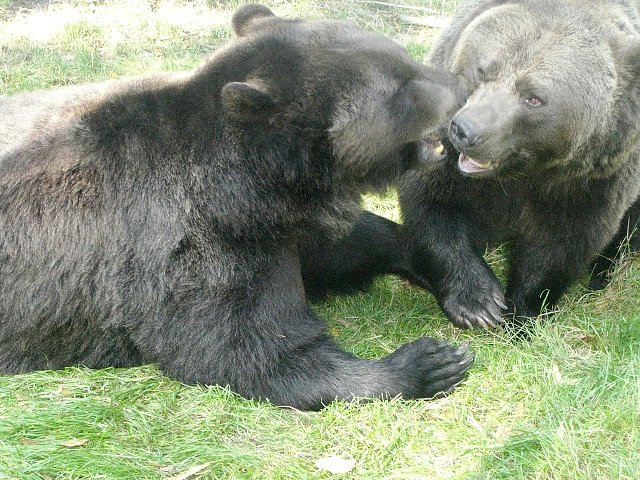 Bären beim Spielen oder Balgen? (Foto: Hans-Jürgen Schmidt) Bären beim Spielen oder Balgen? (Foto: Hans-Jürgen Schmidt)