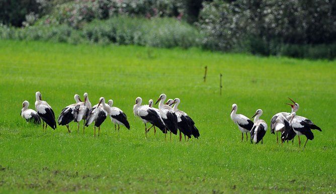 Top Storchenjahr in Th&uuml;ringen (Foto: NABU/ Schmidt)