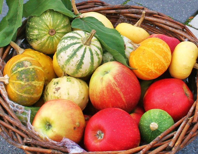 Kürbisse (Foto: Rosenstadt Sangerhausen GmbH) Kürbisse (Foto: Rosenstadt Sangerhausen GmbH)