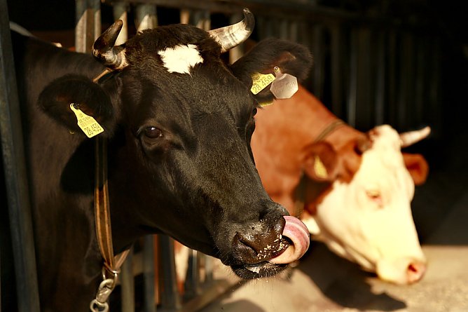 Neuer Mindestlohn gilt f&uuml;r  750 gr&uuml;ne Jobs im Kyffh&auml;userkreis (Foto: IG Bau)