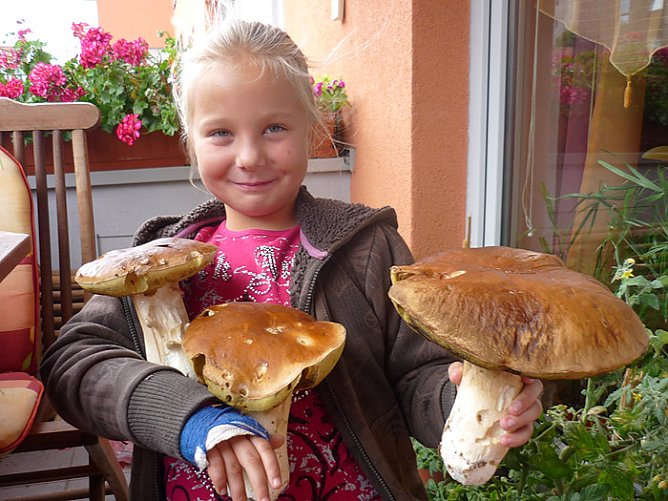Steinpilze in den W&auml;ldern von Sondershausen (Foto: Fam. Langenthal)