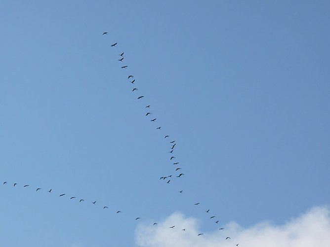 Kranischflug (Foto: Karl-Heinz Herrmann) Kranischflug (Foto: Karl-Heinz Herrmann)