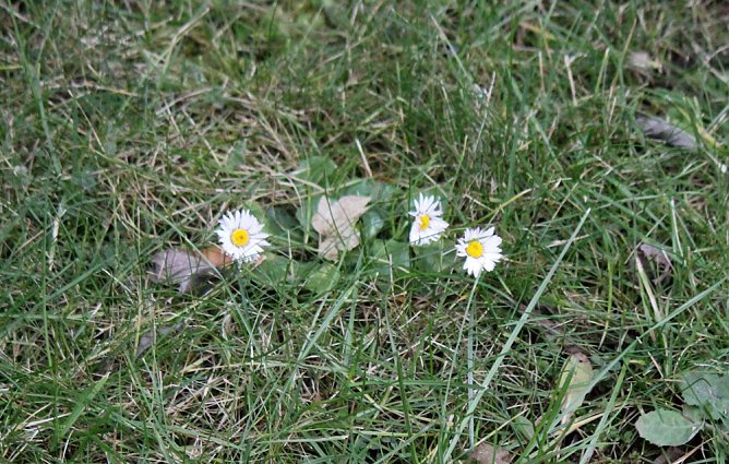 Der Frühling kommt? (Foto: Karl-Heinz Herrmann) Der Frühling kommt? (Foto: Karl-Heinz Herrmann)