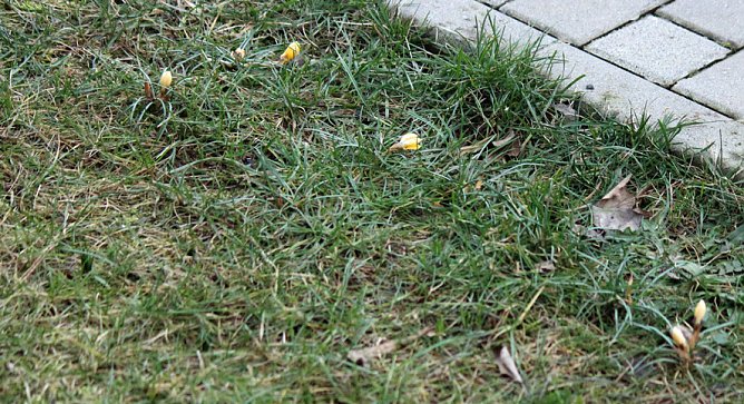 Der Frühling kommt? (Foto: Karl-Heinz Herrmann) Der Frühling kommt? (Foto: Karl-Heinz Herrmann)