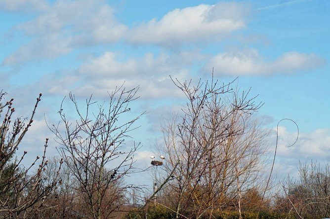 Anbau Nistk&auml;sten, Ankunft St&ouml;rche auf neuen Nestern (Foto: Susann Bartl)