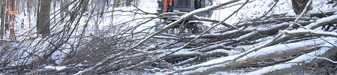 Aufr&auml;umarbeiten auf den Wanderwegen in der Hohen Schrecke gehen voran (Foto: Projektb&uuml;ro Hohe Schrecke)